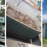 BRS Seafood