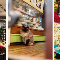 Shakespaw Cat Cafe.